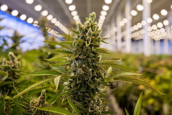 Group forms to help give equal access to Connecticut's new cannabis market  - The WorkPlace